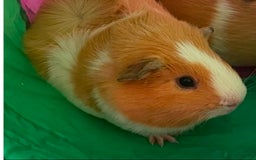Guinea Pig rodents for sale: 1 male guinea pig  - Image 1