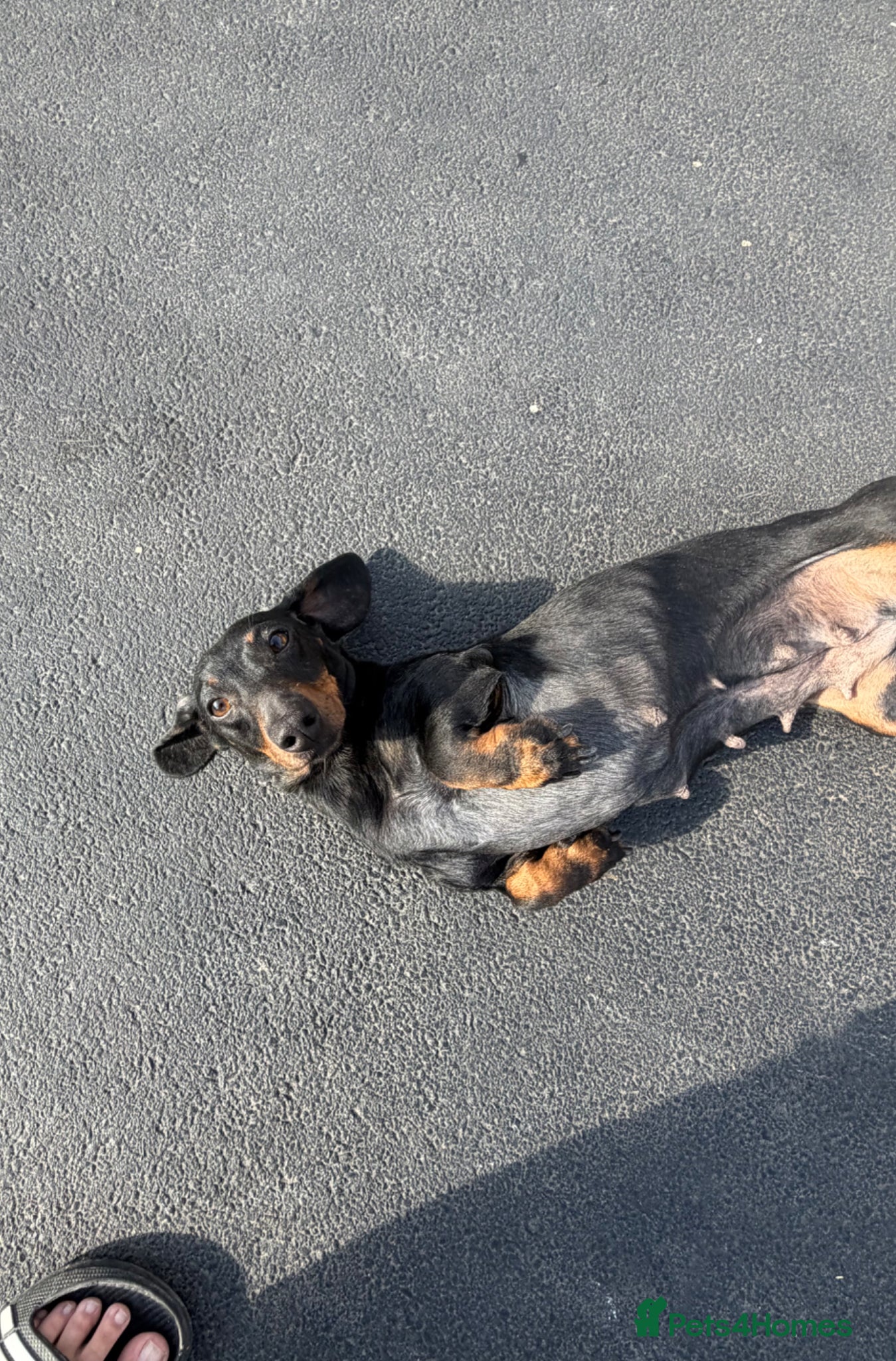 Dachshund dogs female dachshund for sale  - Advert 9