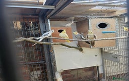 Mixed Breed birds for sale: Indian ringneck  - Image 9