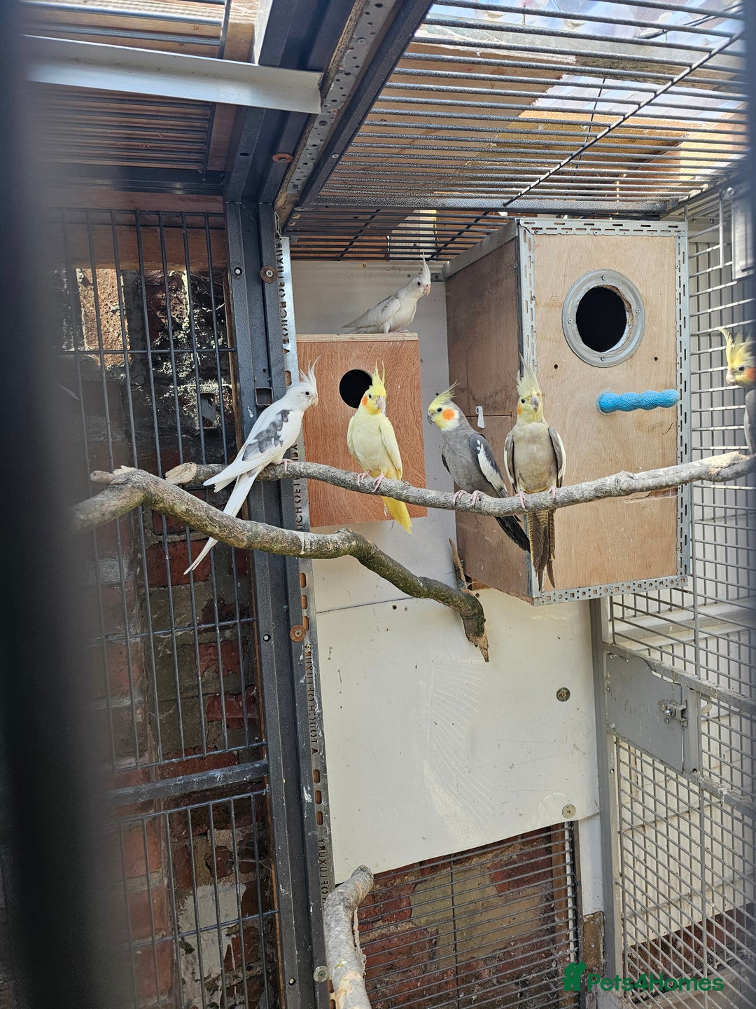 Mixed Breed birds for sale: Indian ringneck  - Image 9