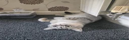 British Shorthair cats for sale: Stunning British Short Hair in Wolverhampton - Advert 2