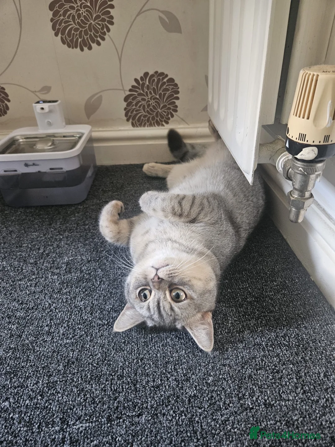 British Shorthair cats for sale: Stunning British Short Hair in Wolverhampton - Advert 2