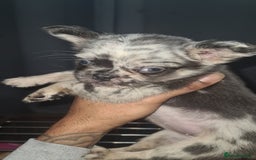 French Bulldog dogs for sale: ✨ Enchanted Frenchie Puppies Ready Now! ✨ - Advert 7