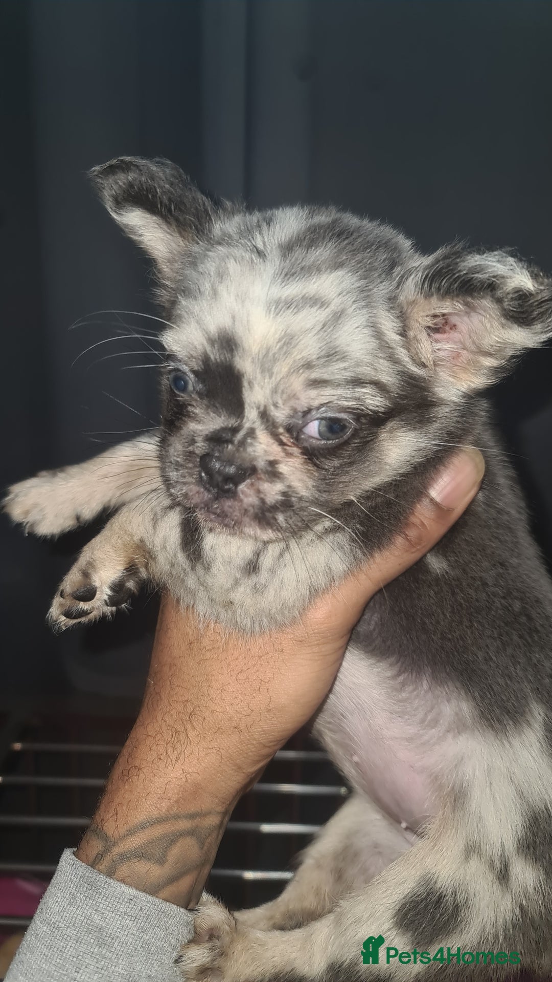 French Bulldog dogs for sale: ✨ Enchanted Frenchie Puppies Ready Now! ✨ - Advert 7