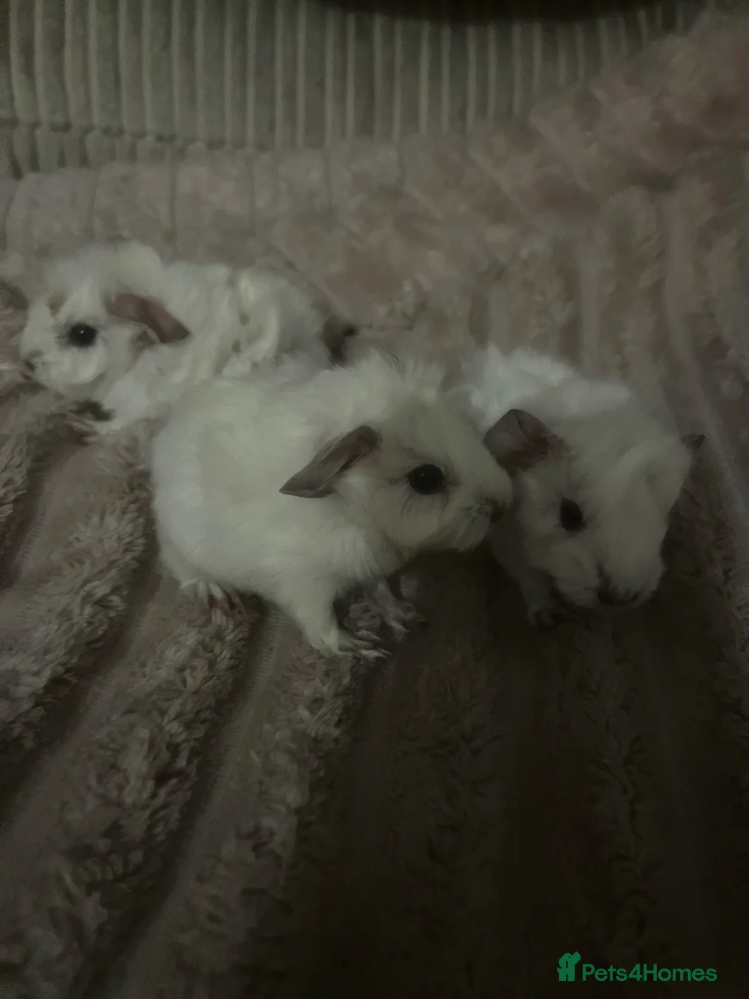 Guinea Pig rodents for sale: Baby Guinea Pigs - Advert 2