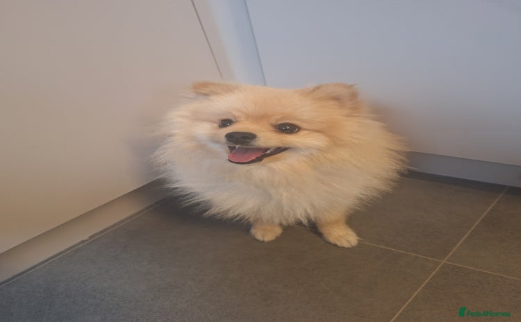 Pomeranian dogs - Advert 1