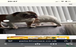 Mixed Breed dogs for sale: English bulldogs  - Advert 32