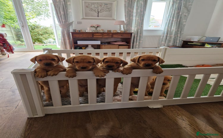 Labrador Retriever dogs - Advert 4