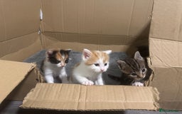 Domestic Shorthair cats for sale: 3 beautiful kittens - Image 4