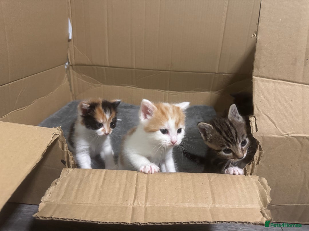 Domestic Shorthair cats for sale: 3 beautiful kittens - Image 4