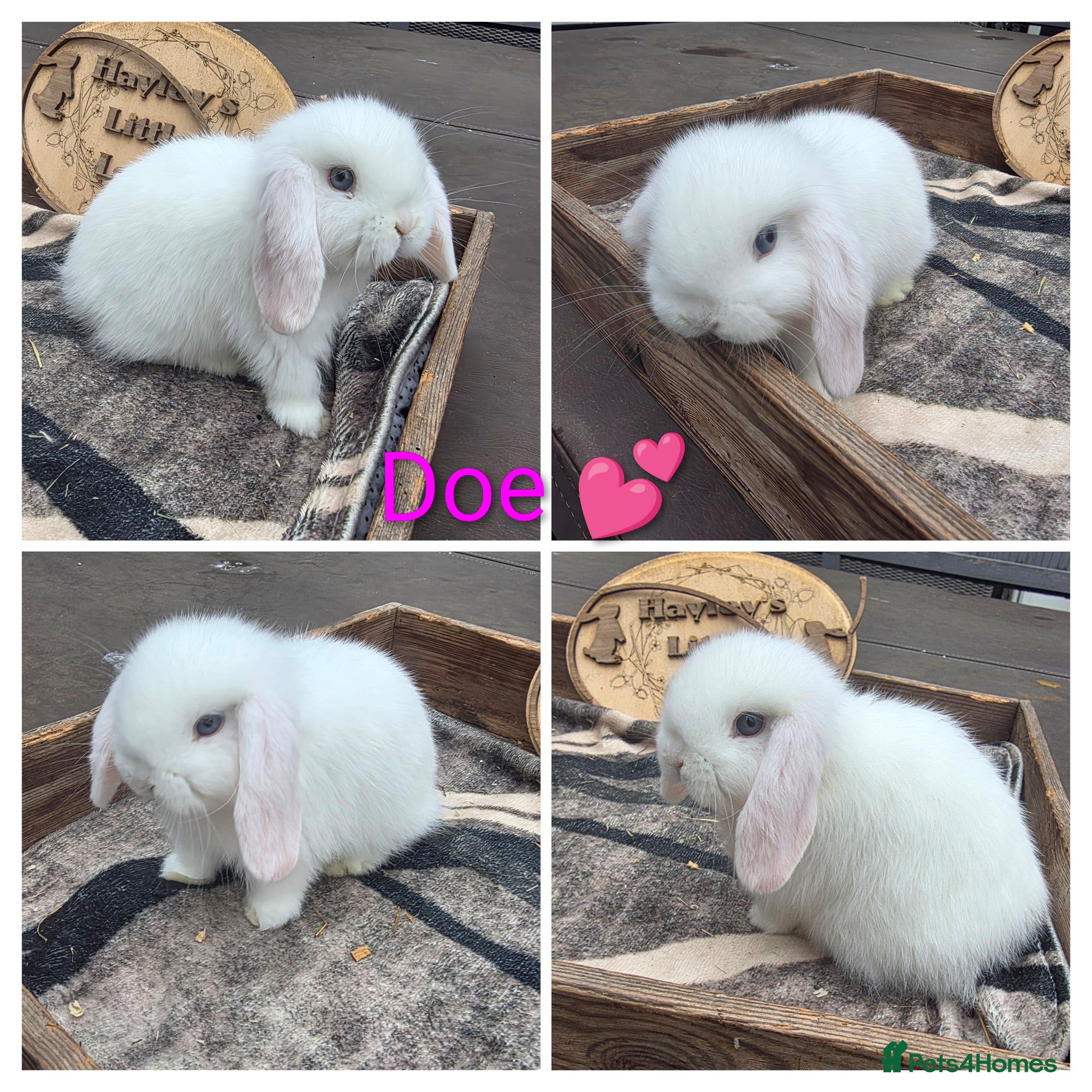 Mini Lop rabbits Gorgeous pure breed mini lops  - Advert 9