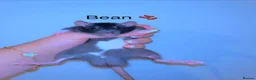 Rat rodents for sale: Beautiful baby rats  in Chelmsford - Advert 26