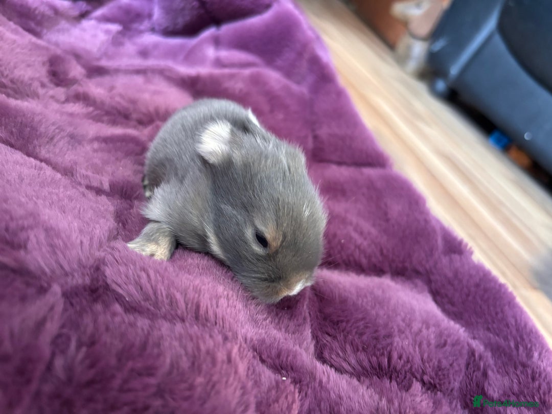 Mini Lion Lop rabbits for sale: Mini lion lops  - Image 15