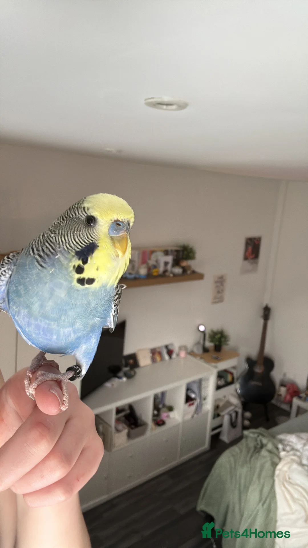 Budgerigars birds for sale: Male budgie 6 months in Bournemouth - Advert 2