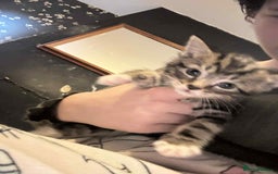 Mixed Breed cats for sale: 5 kitterns  - Image 2
