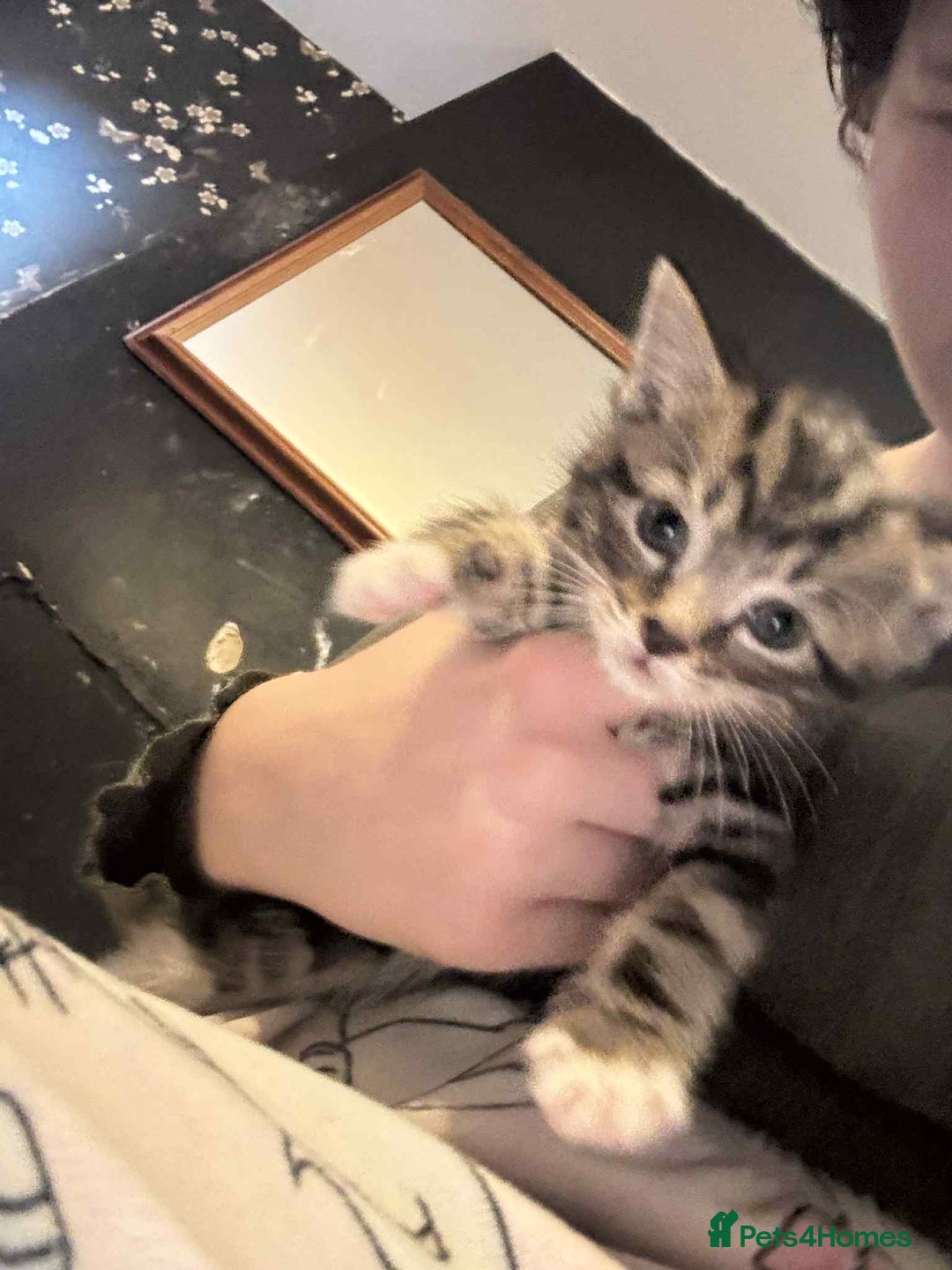 Mixed Breed cats for sale: 5 kitterns  - Image 2