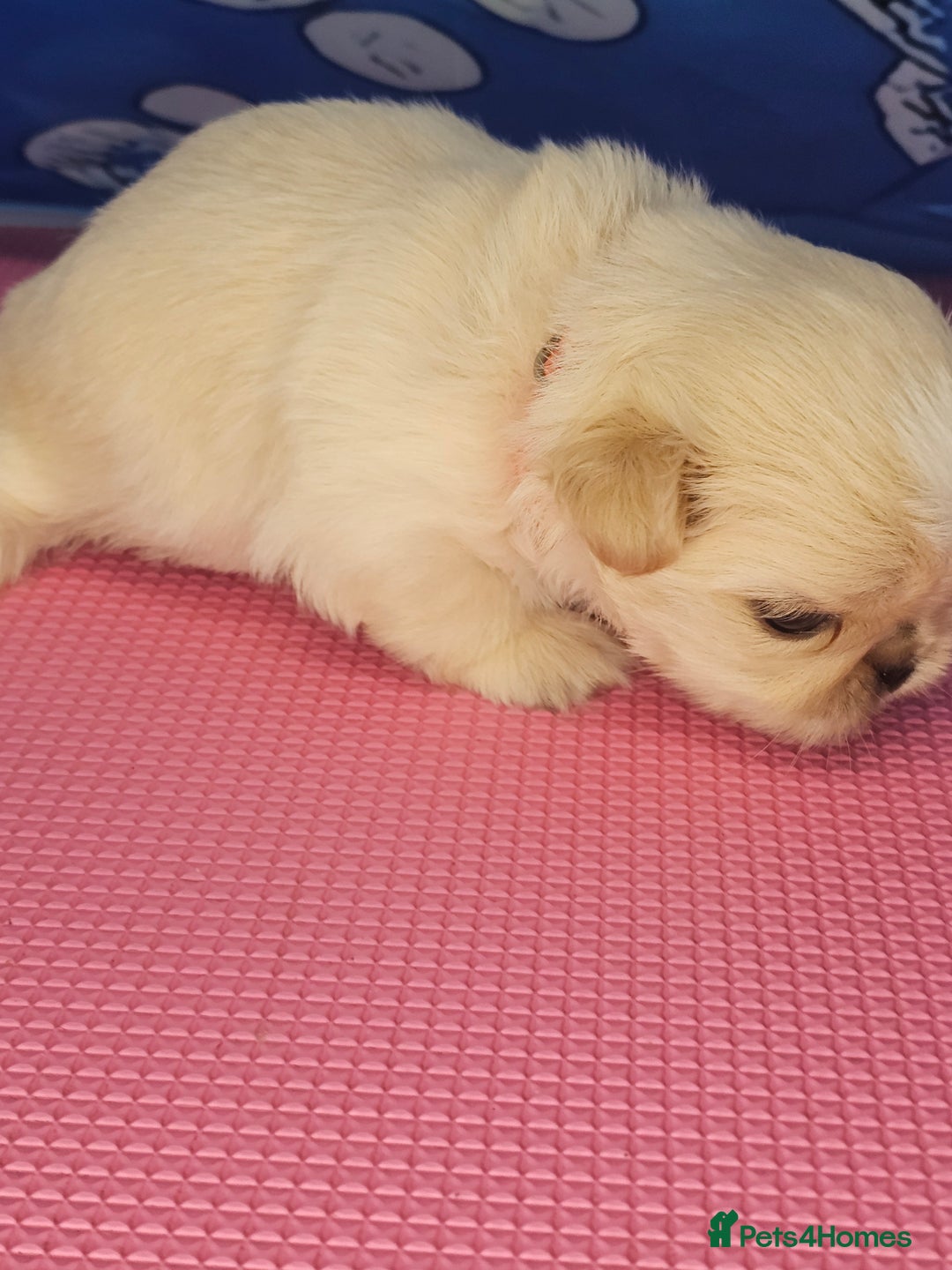 Shih Tzu dogs for sale: Pedigree smallest possible size Shih Tzu - Advert 25