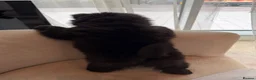 Chow Chow dogs for sale: Black Chow Chow Puppy Full Starter Pack Included in Manchester - Advert 4