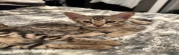 Bengal cats for sale: Sepia Bengal X Savannah kittens Extremely rare  - Advert 4