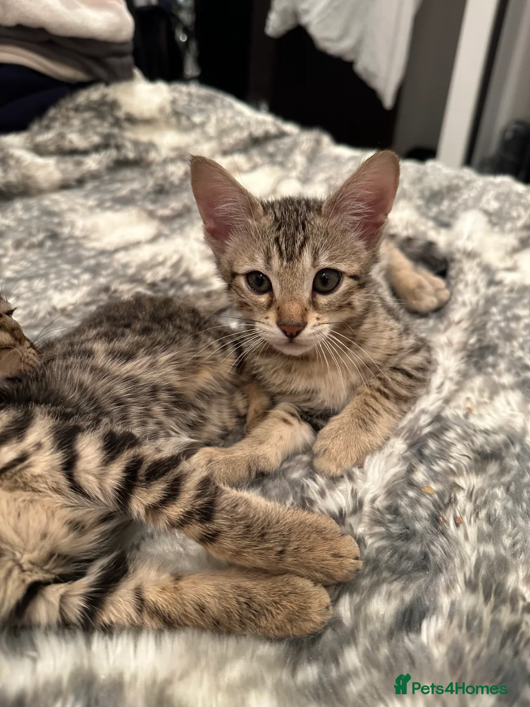 Bengal cats for sale: Sepia Bengal X Savannah kittens Extremely rare  - Advert 4