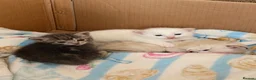 Mixed Breed cats for sale: Female kitten in Manningtree - Advert 8