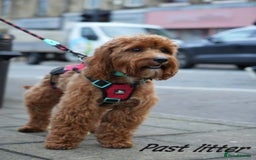 Cavapoo dogs for sale: Reserved pendling collection  - Image 5