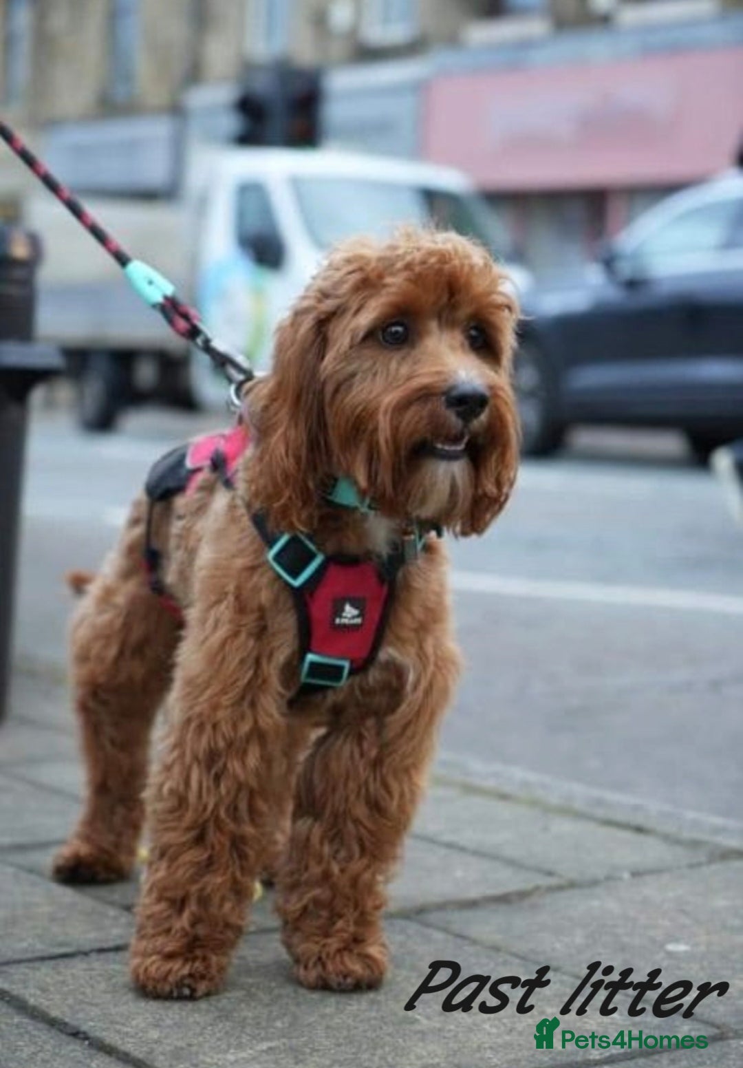Cavapoo dogs for sale: Reserved pendling collection  - Image 5