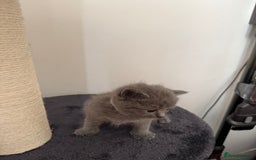 British Shorthair cats for sale: Blue British shorthair  - Image 11