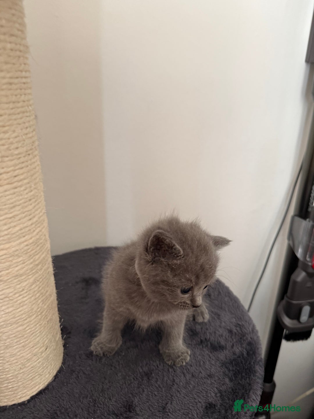 British Shorthair cats for sale: Blue British shorthair  - Image 11