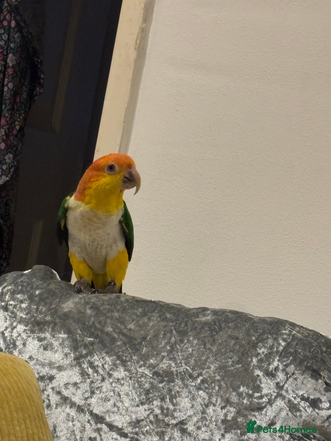 Mixed Breed birds for sale: Caique semi tamed  - Advert 2
