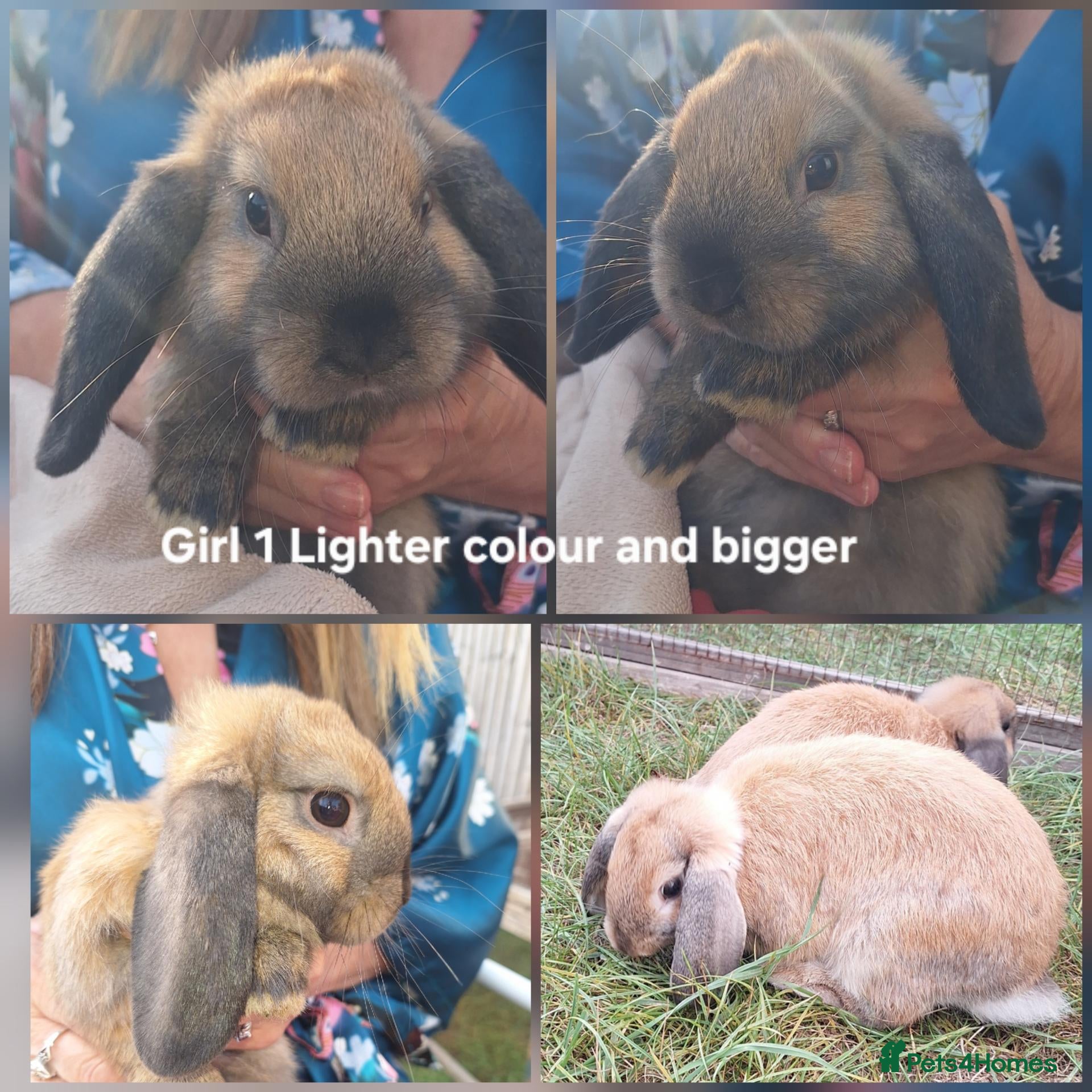 Mini Lop rabbits Beautiful mini lop girl - Advert 1
