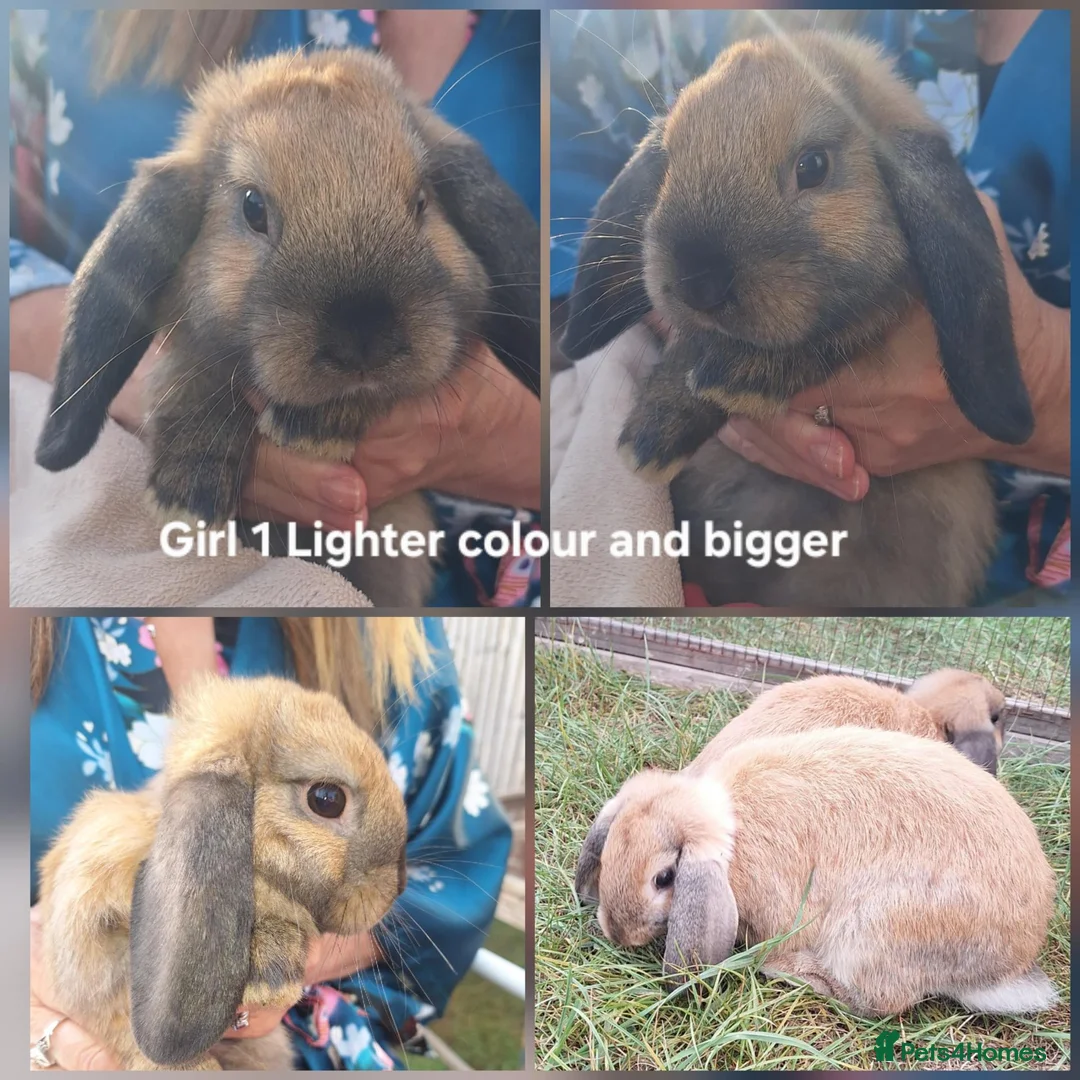 Mini Lop rabbits for sale: Beautiful mini lop girl in Basildon - Advert 1