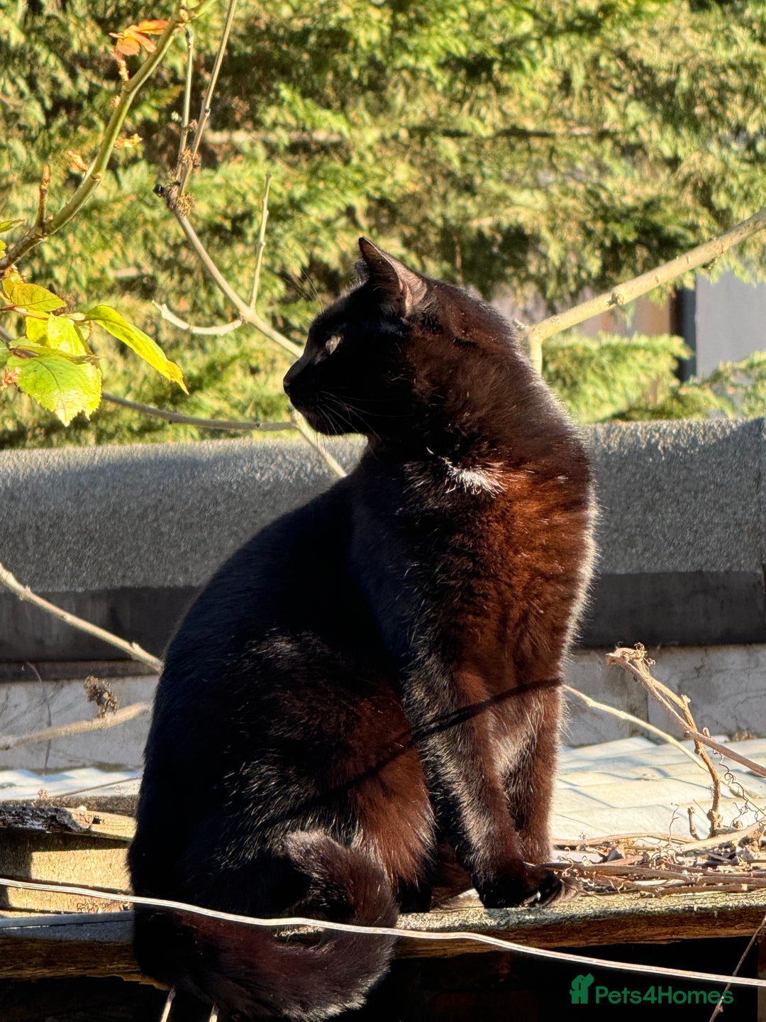 Bombay cats for sale: Paris the Bombay 🖤 - Image 5