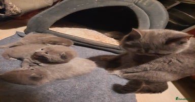 British Shorthair cats - Advert 2