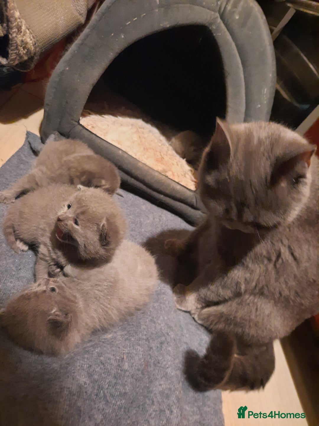 British Shorthair cats for sale: Little british shorthair kittens  - Image 2