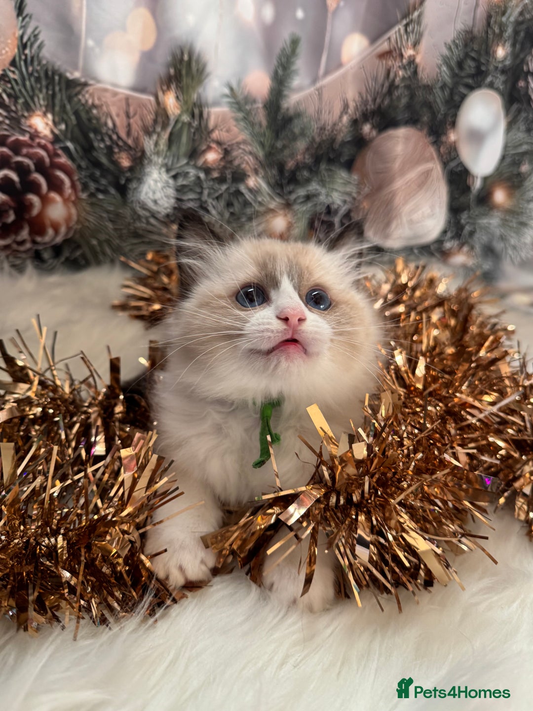 Ragdoll cats for sale: 🏆 gccf ragdoll grand champion kittens 🏆 - Advert 21