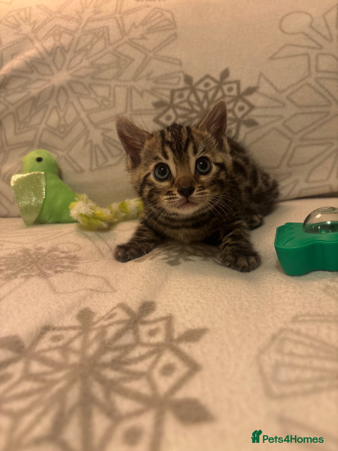 Bengal cats for sale: True to type bengal kittens - Advert 3