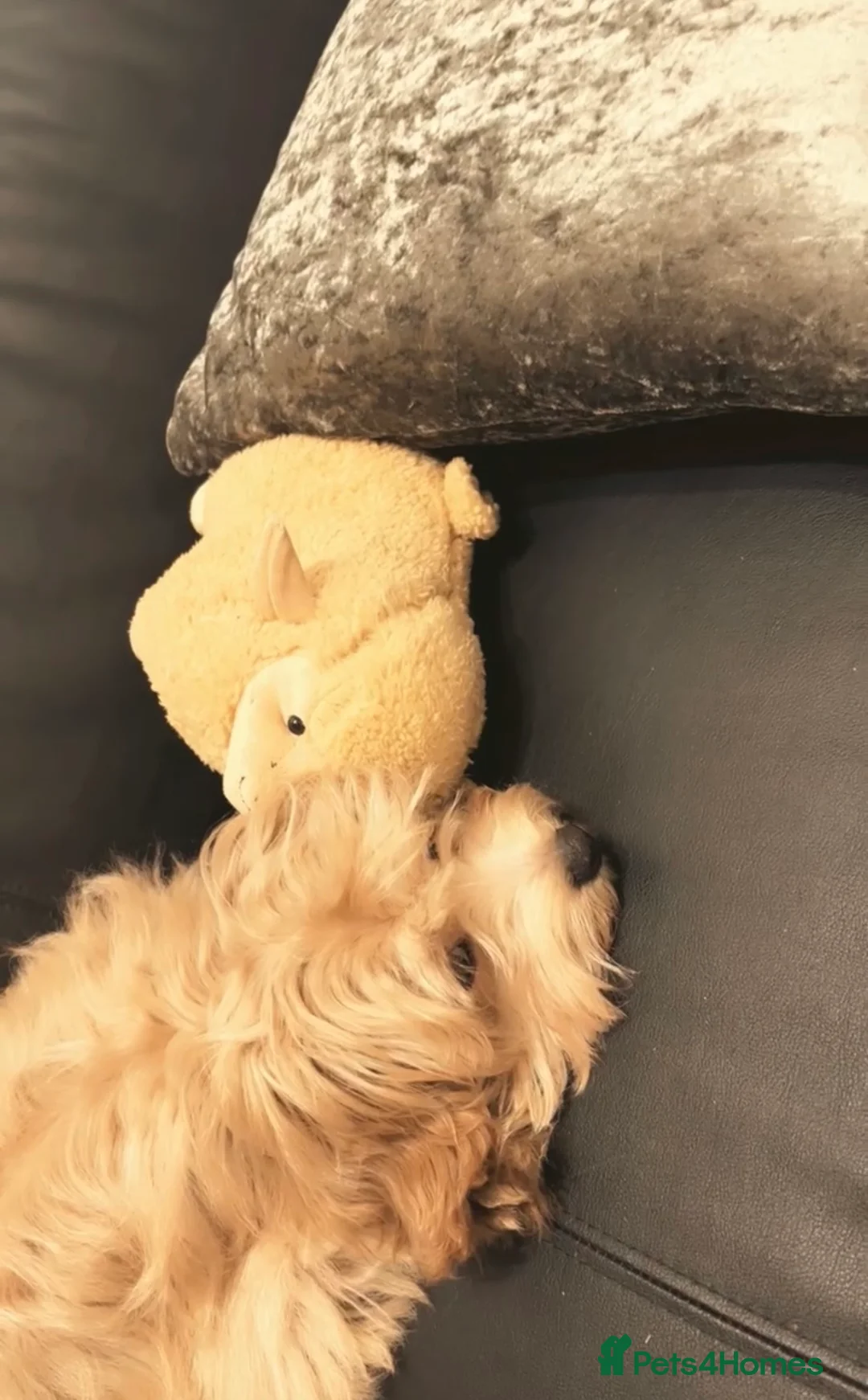 Maltipoo dogs for sale: A little Maltipoo is looking for a family 🐶💛 - Advert 2