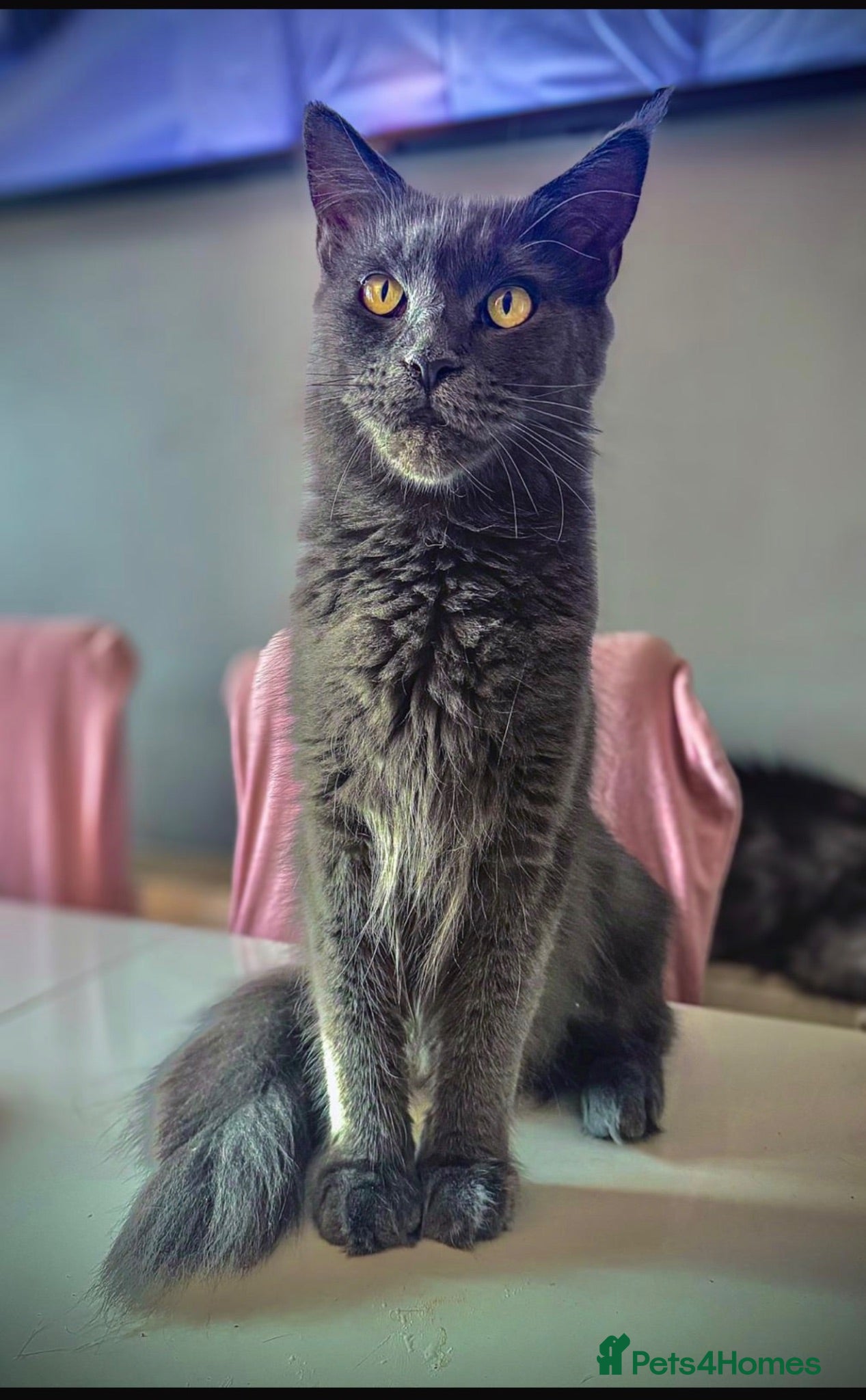 Maine Coon cats Reduced full breed Mainecoon kittens ready now  - Advert 10