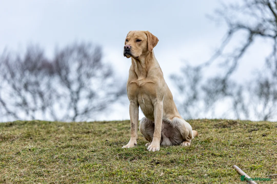 Labrador Retriever dogs for stud: FULLY HEALTH TESTED Yellow Lab for Stud - Advert 2