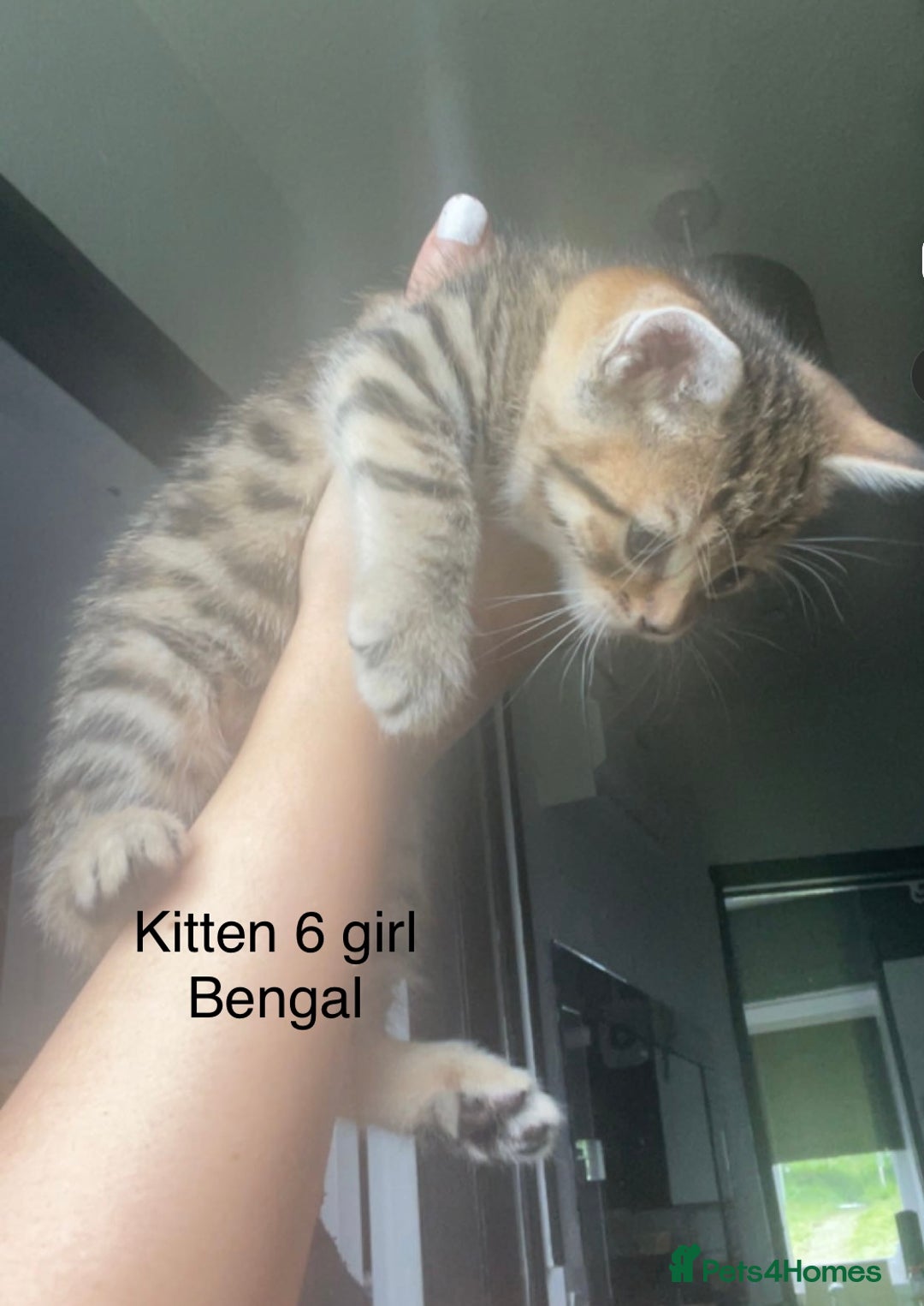 Mixed Breed cats for sale: Kittens for sale !!! - Image 1