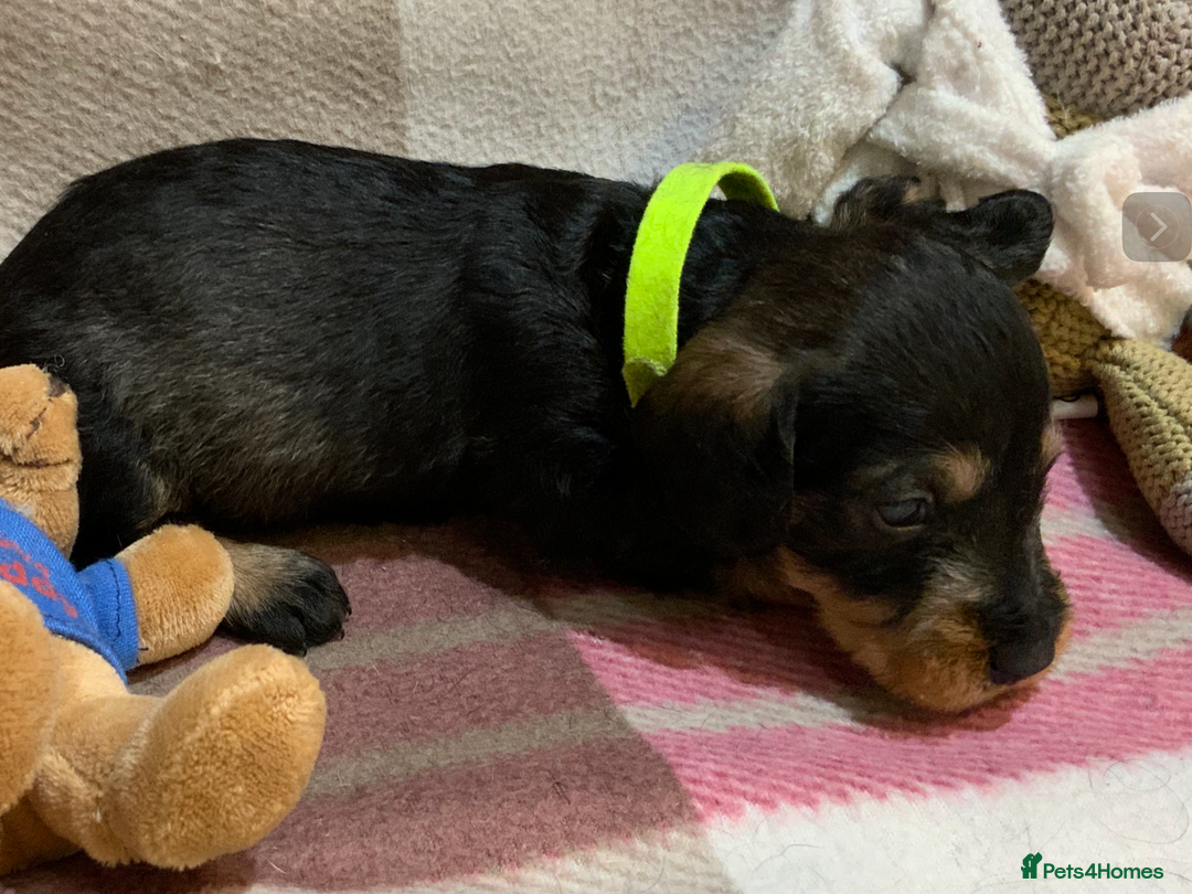 Dachshund dogs for sale: KC reg Standard Wire Haired Dachshunds - Image 5