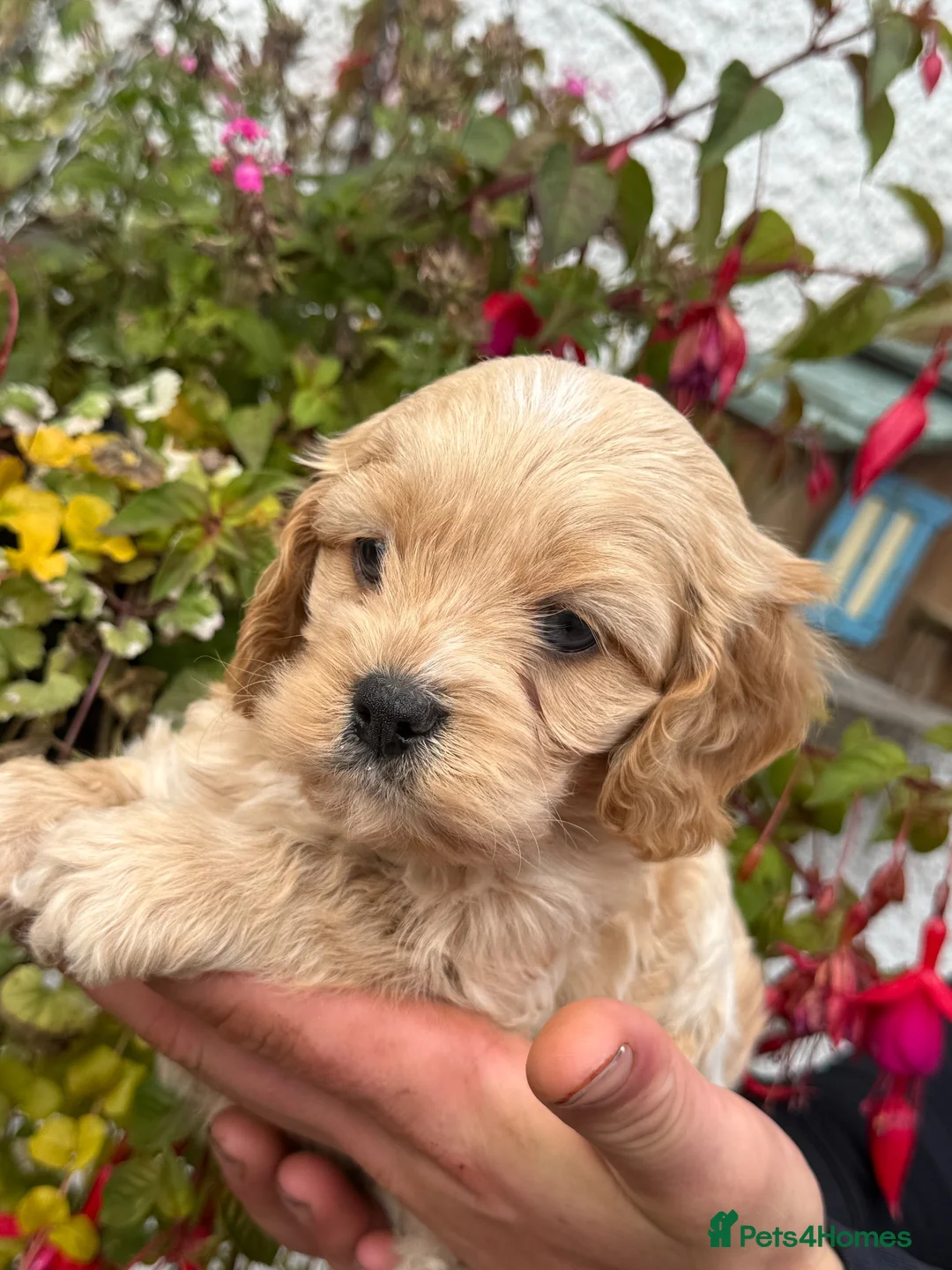 Cavapoo dogs for sale: Stunning F1 Cavapoo boy - Advert 13
