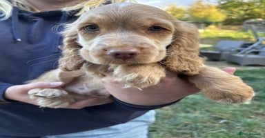 Cocker Spaniel dogs - Advert 8