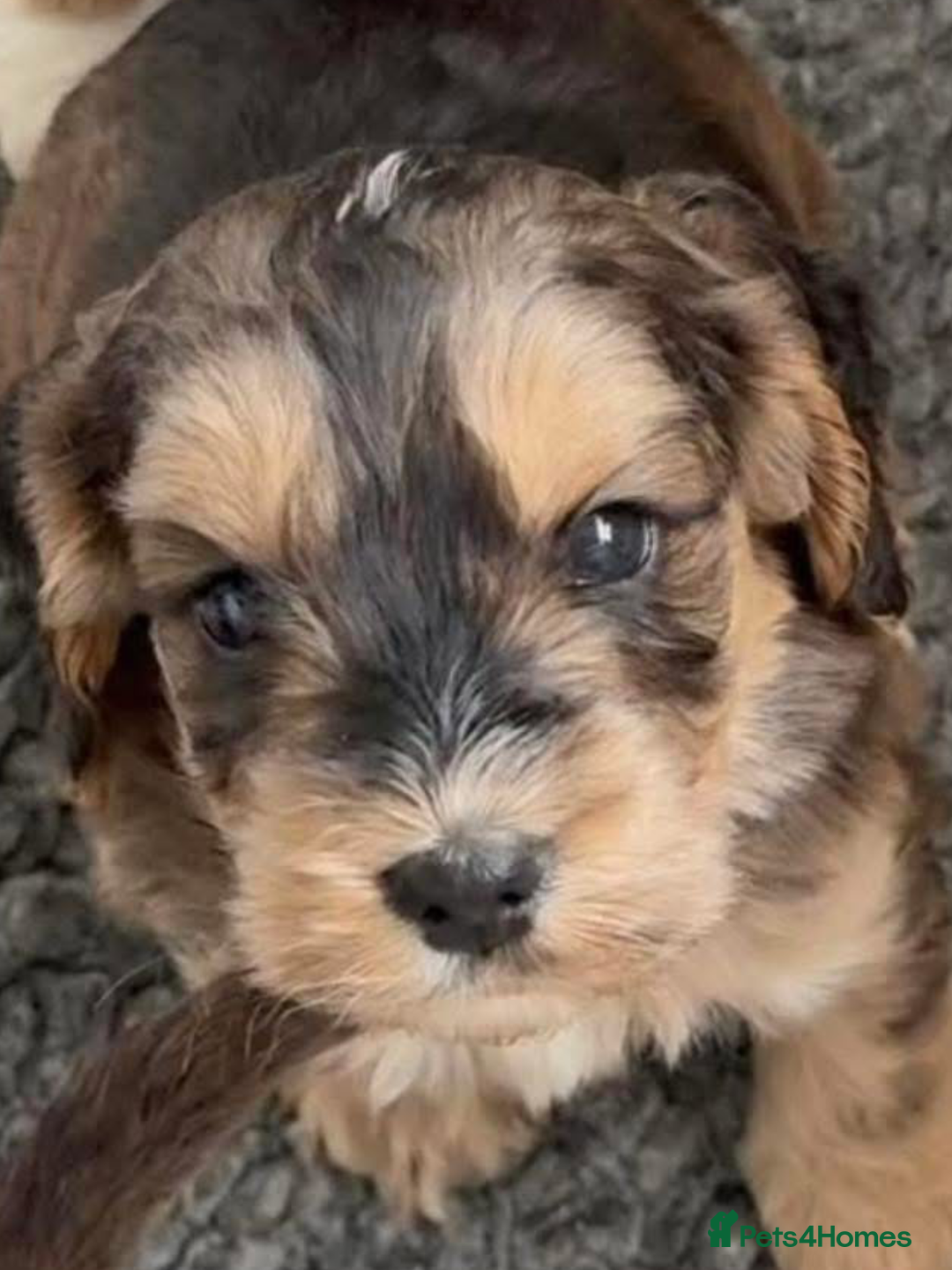 Miniature Poodle dogs for stud: Miniature poodle (stud only) - Advert 6