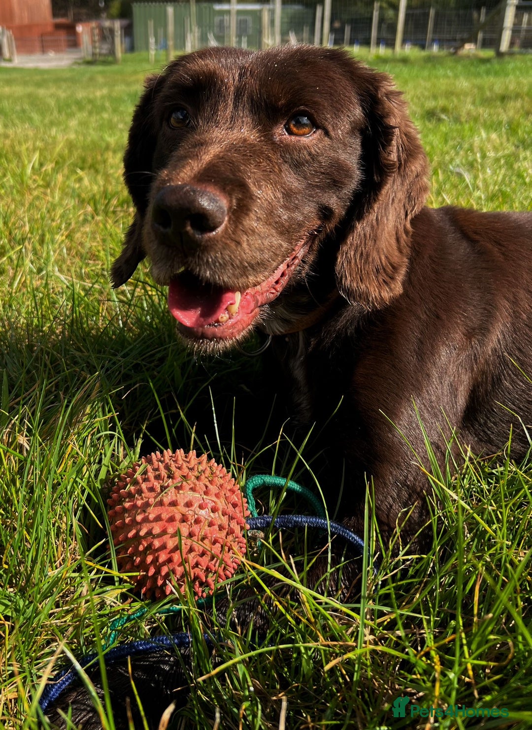 Cocker Spaniel dogs for sale: Mac - searching for a forever family  - Advert 3