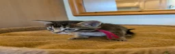 Mixed Breed cats for sale: Burmese Cross kittens - Advert 5