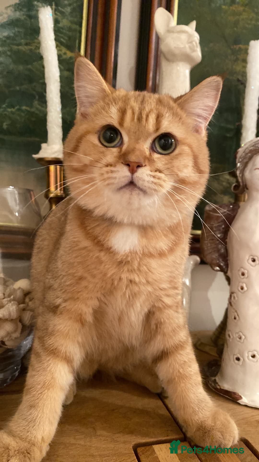 British Shorthair cats British shorthair kittens  - Advert 3