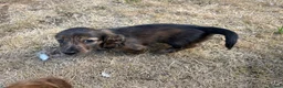 Dachshund dogs for sale: KC reg, champion bloodline, female mini dachshund - Advert 3