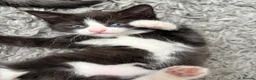 Mixed Breed cats for sale: Beautiful kittens  in Hereford - Advert 16